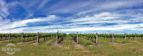 apple vineyard wine australia margaretriver westernaustralia davisroad iphone5 davidnaylor vinehorizon