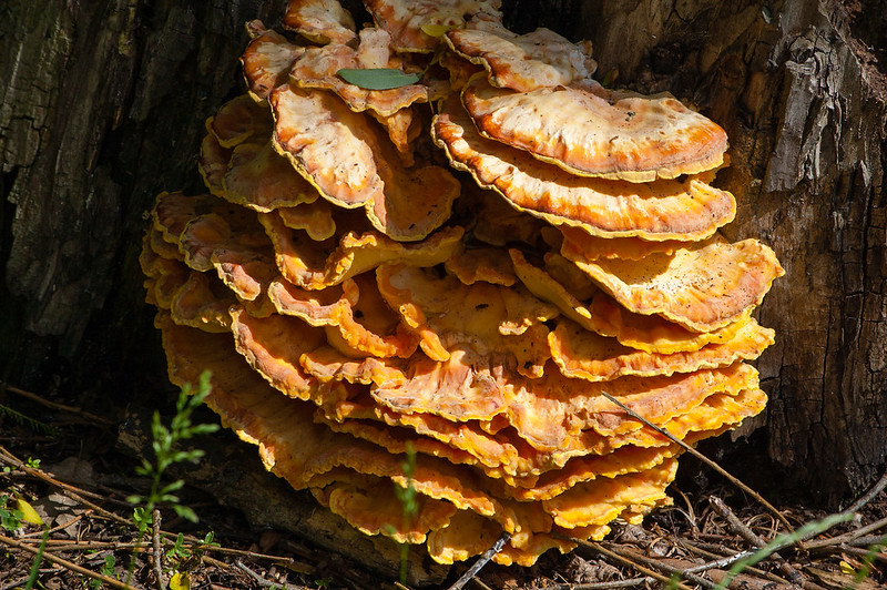 Chicken of the woods, East Park