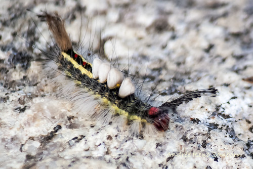 White-marked Tussock Moth - Hodges#8316 (Orgyia leucostigma)