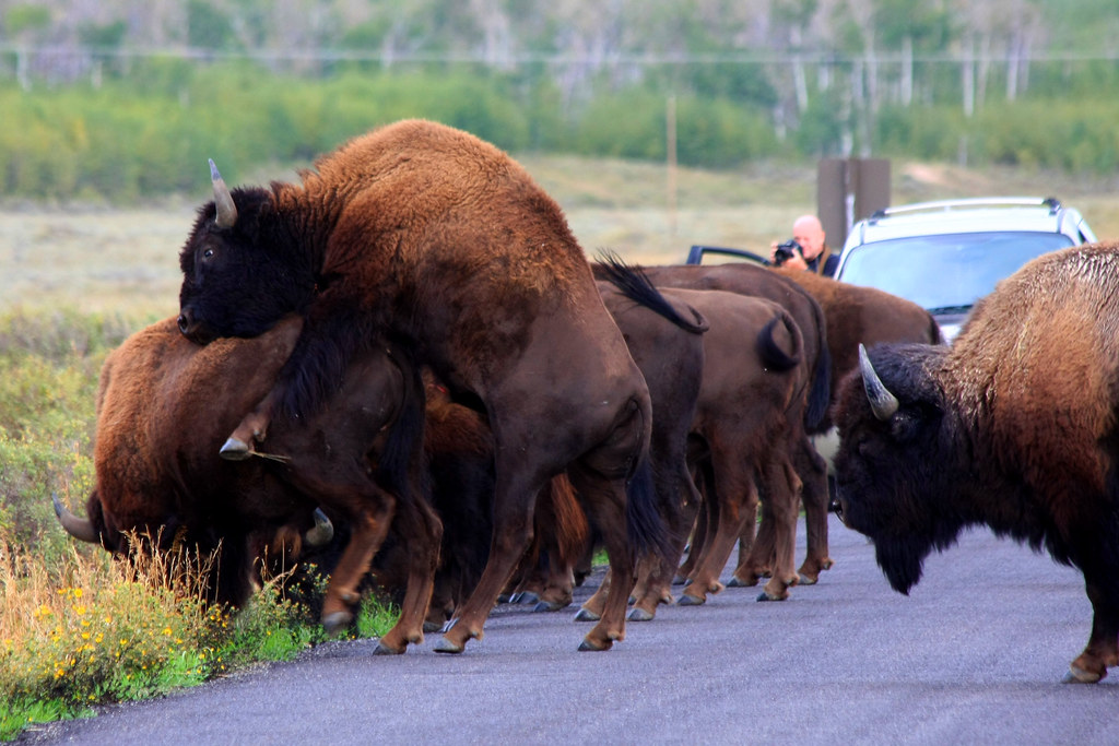 IMG_5798 Grand Teton Bison Porn | Grand Teton National Park,… | Flickr