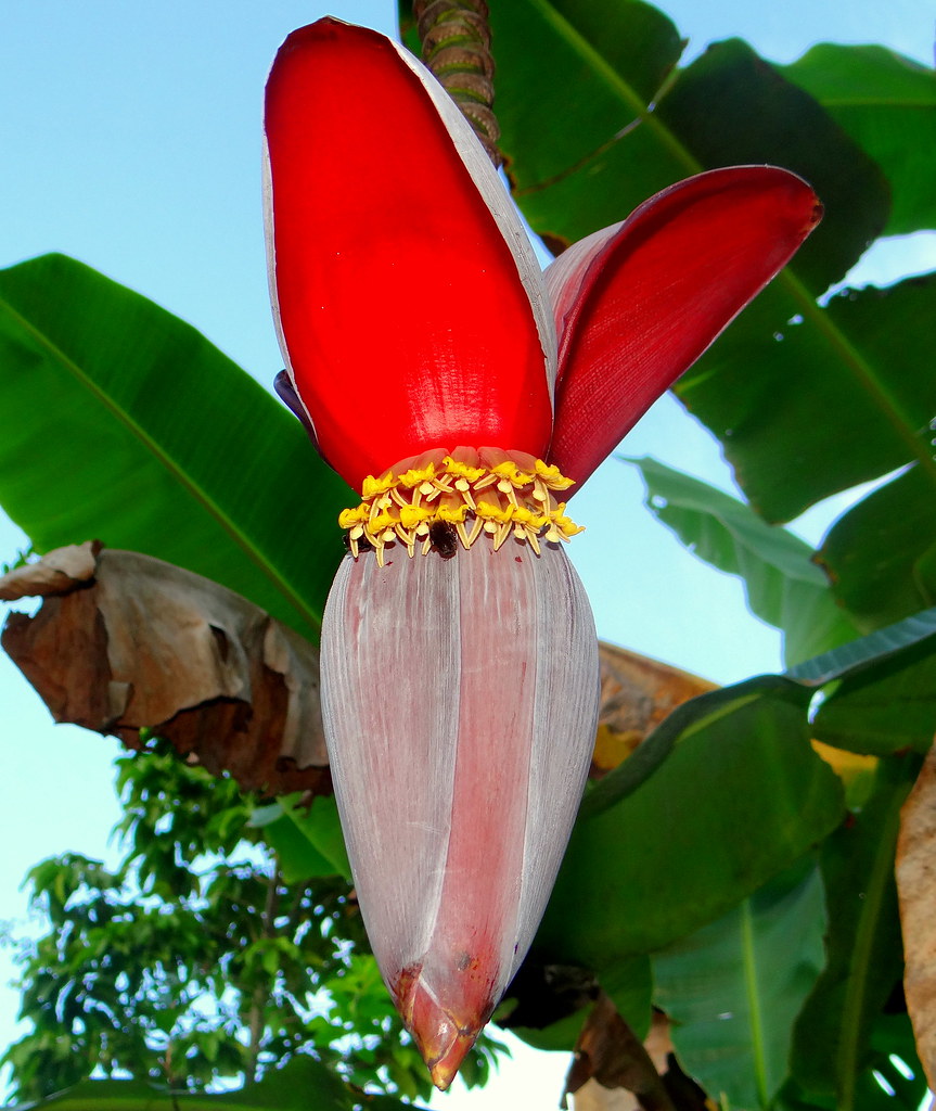 Flor de Cambur [Banana's Flower] (Musa paradisiaca) + Abeja [Bee] (Apis melifera)