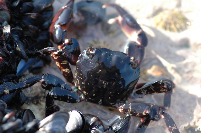 Hemigrapsus sanguineus (Asian shore crab / Blaasjeskrab)