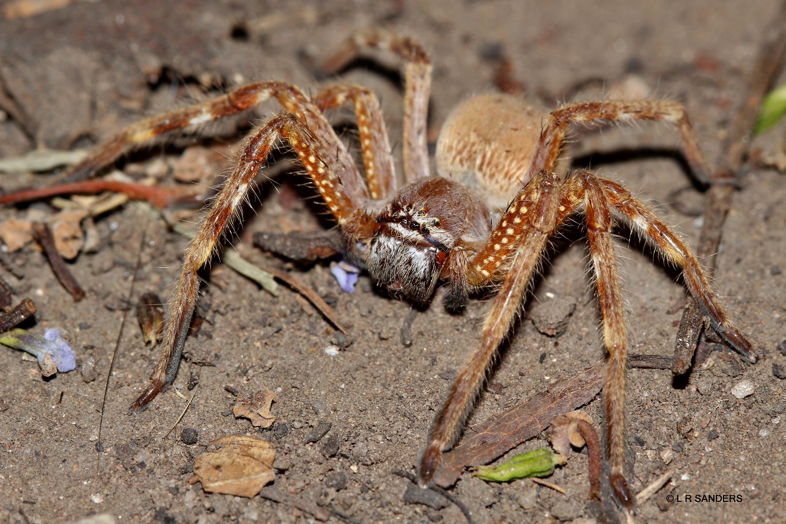 Huntsmann Spide Huntsman Spiders | Flickr