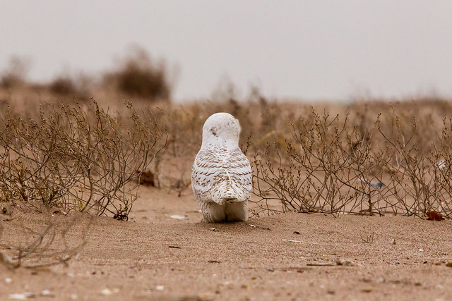 Snowy Owl-5715.jpg