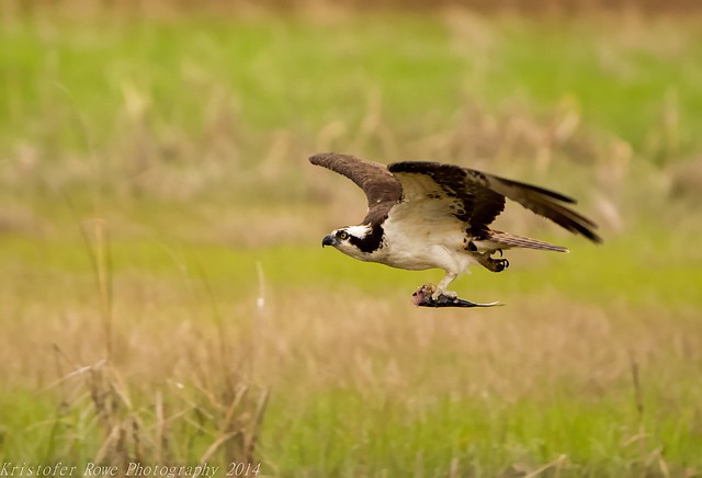 Osprey flying 5/23