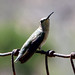 Flickr photo 'Black-chinned Hummingbird. Archilochus alexandri. Female?' by: gailhampshire.