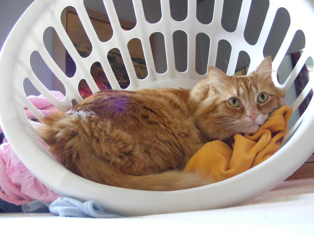 Laundry Basket of Joy