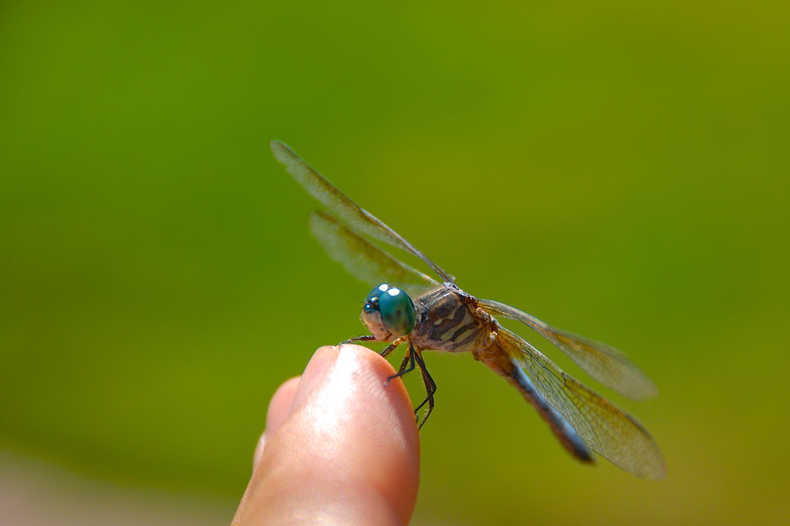 Dragonfly whisperer!