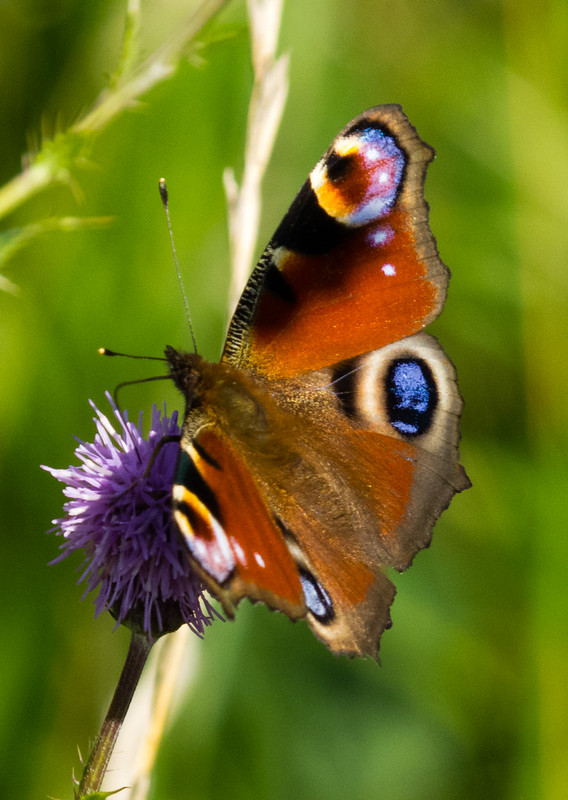 Peacock butterfly on thistle