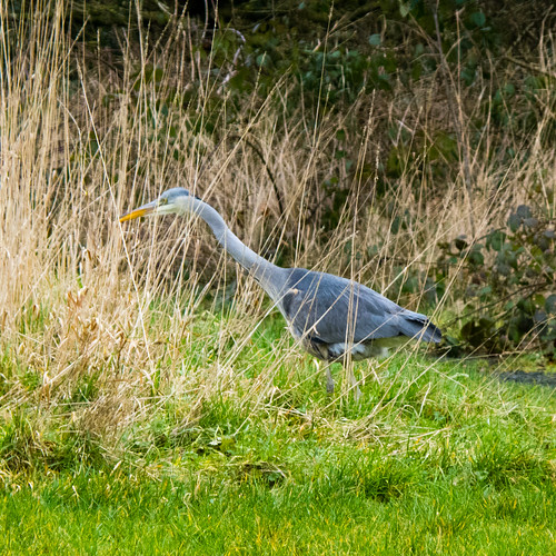 Heron hunting by a footpath