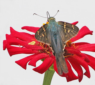 Long-tailed skipper in red zinnias | These big skippers with… | Flickr