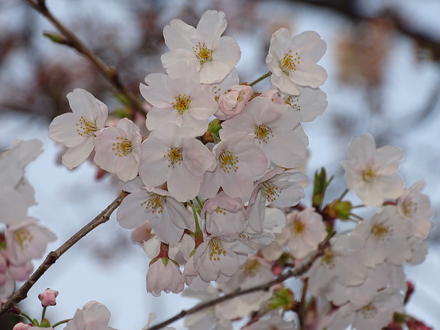 Ueno Sakura 4　上野の桜４