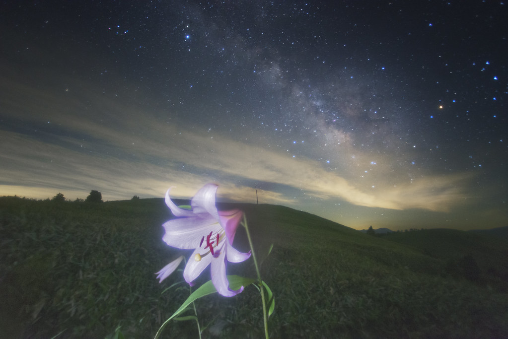 Milky Way of Lilium japonicum