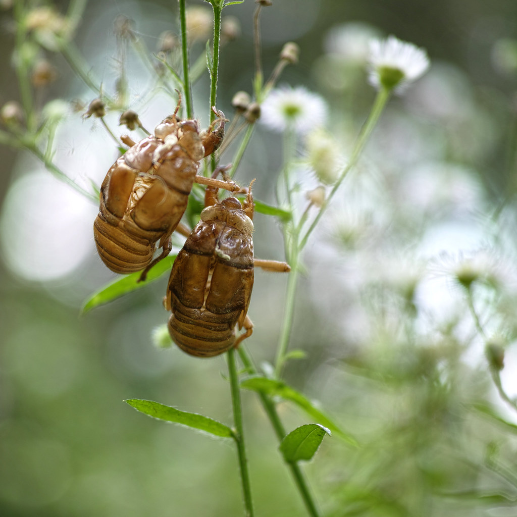 Empty Cicada Shell , Are These Photos of Cicada Shell Art Real? – KGZO