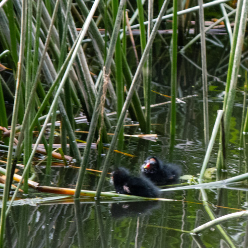Moorhen chicks hiding in reeds
