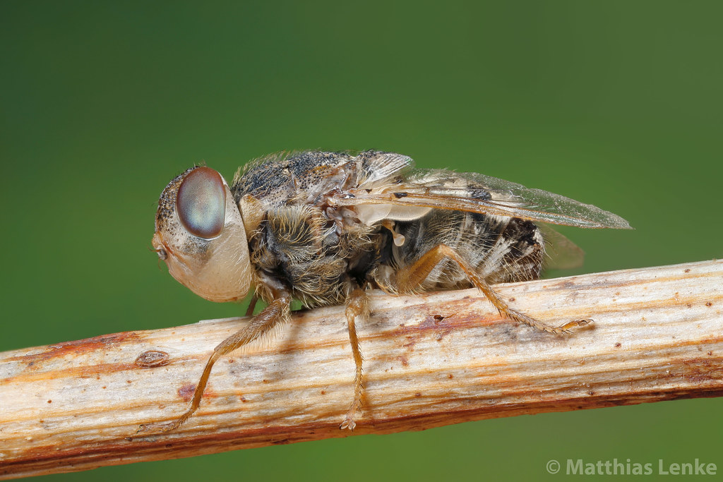Oestrus Ovis The Sheep Bot Fly Is A Fly That Deposits Its Larvae In The  Nose Of Mammals Like Goats And Sheep And Can Cause Serious Damage Stock  Photo - Download Image