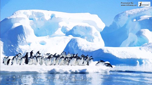 penguins wallpaper | by Infoway LLC - Website Development Company