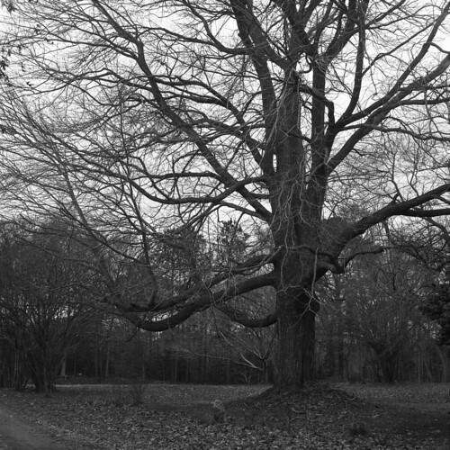 Maple at Dusk | by Searching For Suchness