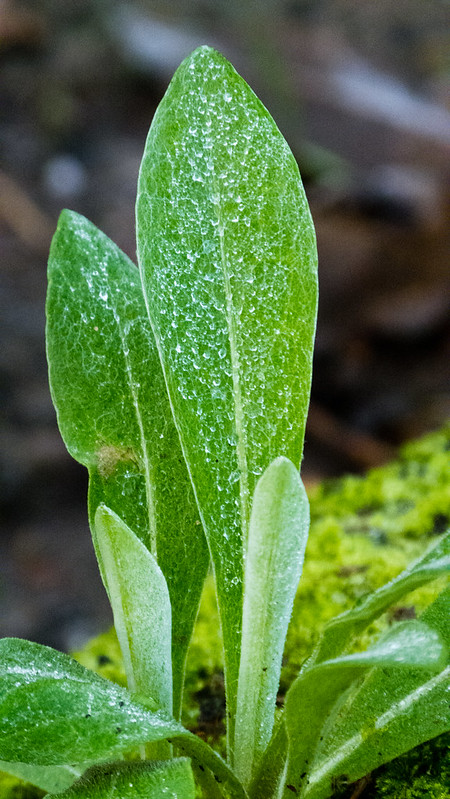 Frost on foxglove leaves