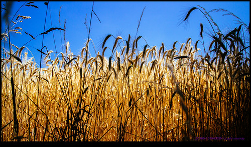 france wheat eurotrip fr 2015 poitoucharentes saulgond