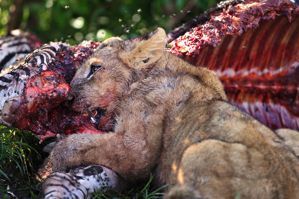 Image: Chowing Down