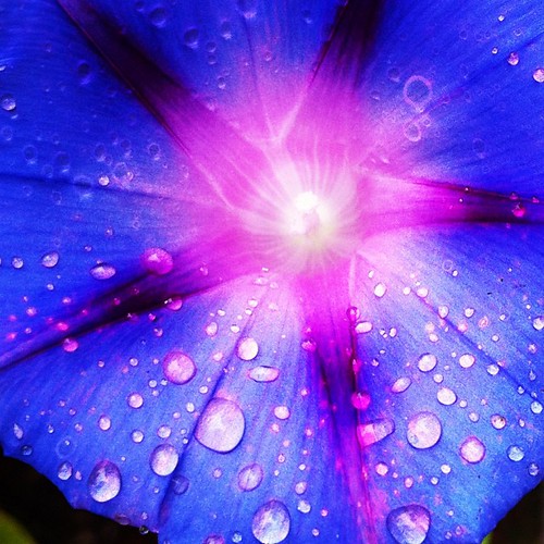 #raindrops #blue #flower #morningglory #socool #like #love #naturesart #itsthelittlethings | by denisevan.osten