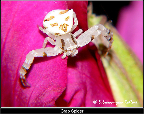 spider insectindia