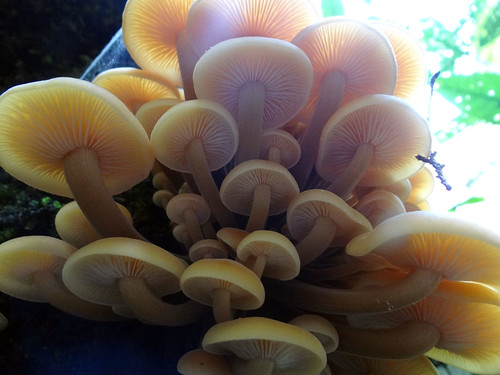 winter newzealand mushrooms fungi nz bushwalk pointshoot sonycybershot hawkesbay flammulinavelutipes puketitiri homelandsea ballsclearing dschx100v