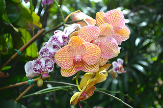 2013 Epcot Flower & Garden Festival Orchids