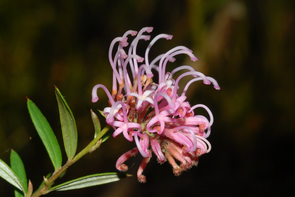 Grevillea sericea subsp. sericea