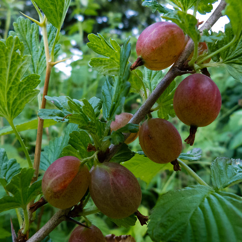 Gooseberries ripening
