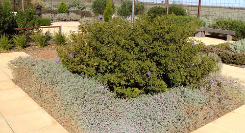 desert arid formalgarden australiannatives portaugusta botanicbgarden
