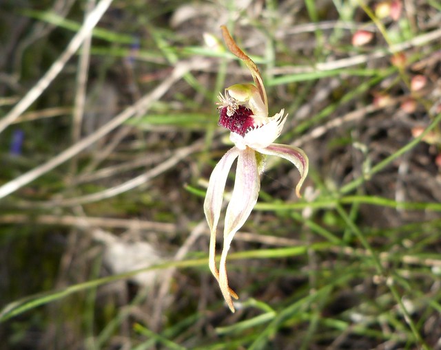 Caladenia magniclavata - Big Clubbed Spider Orchid