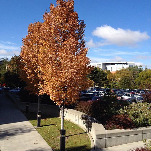 Amazing time of year for photos @WSUPullman, so many #fall colors to see! #wsu #gocougs