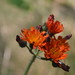 Flickr photo 'orange hawkweed, Hieracium aurantiacum' by: aliceanderson443.