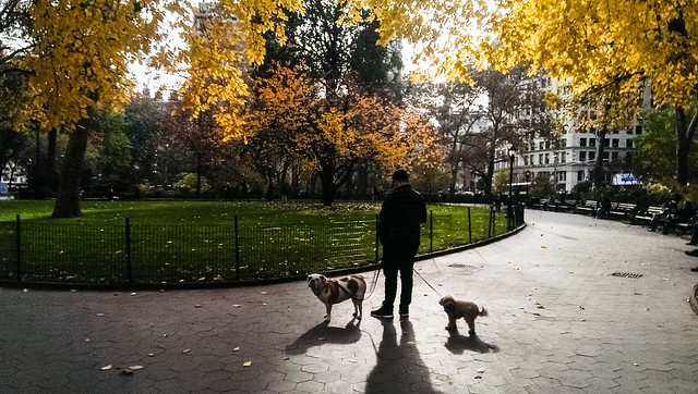 Dog walking in Madison Square Park