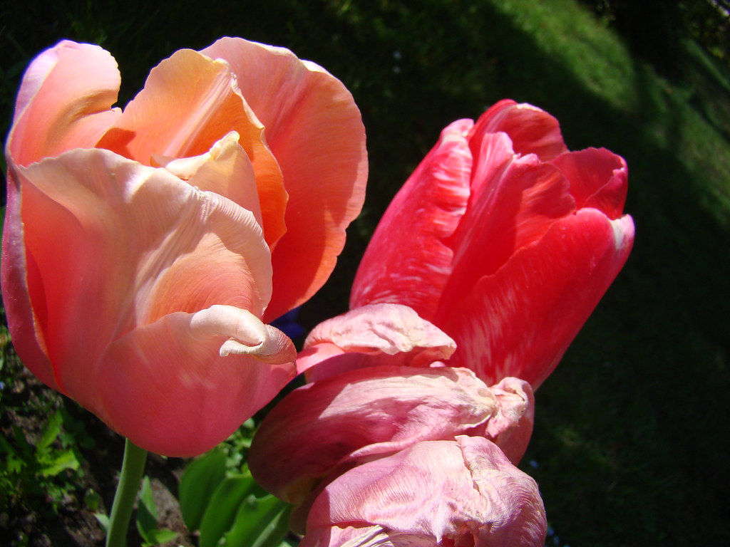 Diversite de roses-Tulipes - Hacienda.