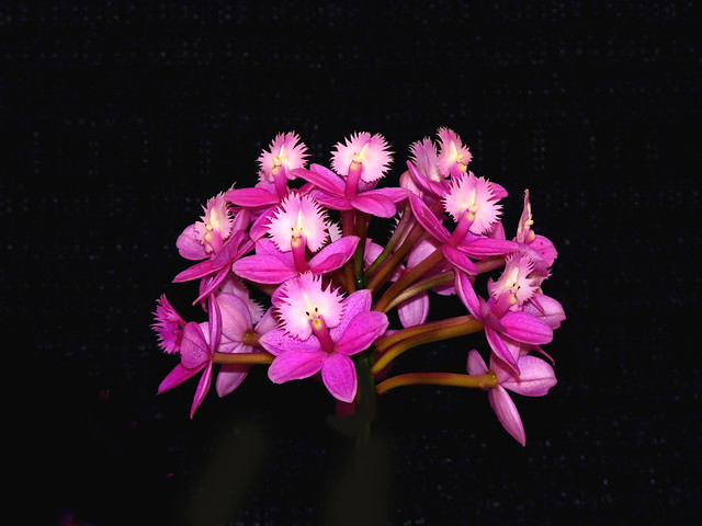 photographed at the 2014 pacific orchid exposition, Epidendrum orchid (explore: high was 63 on 3-28-14)