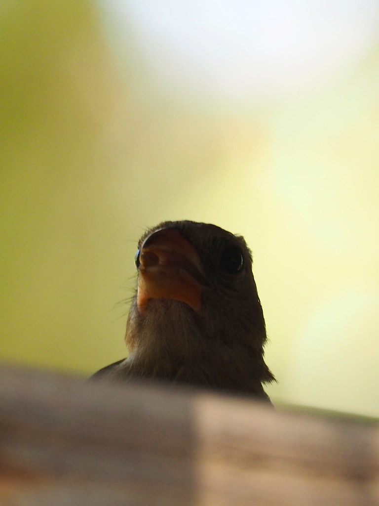 Northern Cardinal | OLYMPUS DIGITAL CAMERA | carlinsc | Flickr