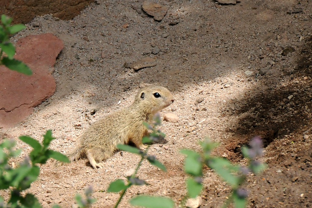 Zieselmaus spermophilus citellus | Europäischer Ziesel im Tierpark Nürn… | Flickr