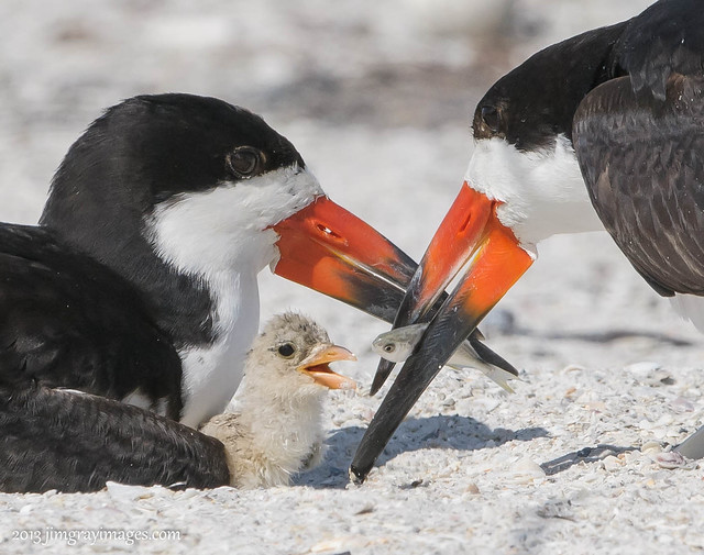 newly hatched black skimmer gets fresh catch of the day