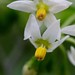 Flickr photo 'Solanum americanum' by: Mauricio Mercadante.
