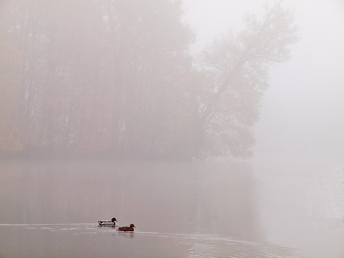 Fog | by dolorix