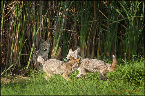 nature washington pups wildlife coyotes canislatrans tamron400mm wetand ridgefieldnwr pentaxk20d