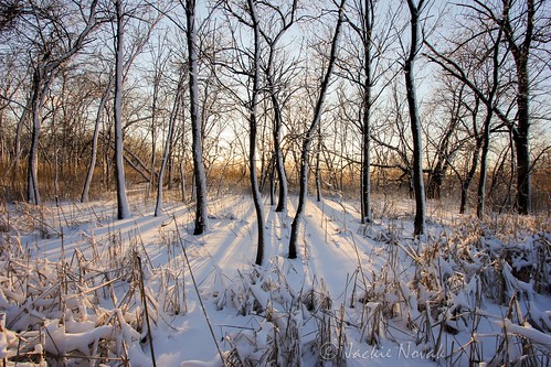trees sunset snow ice frozen shadows goldenhour winterlandscape naturephotography ef1022mm oxbowpark