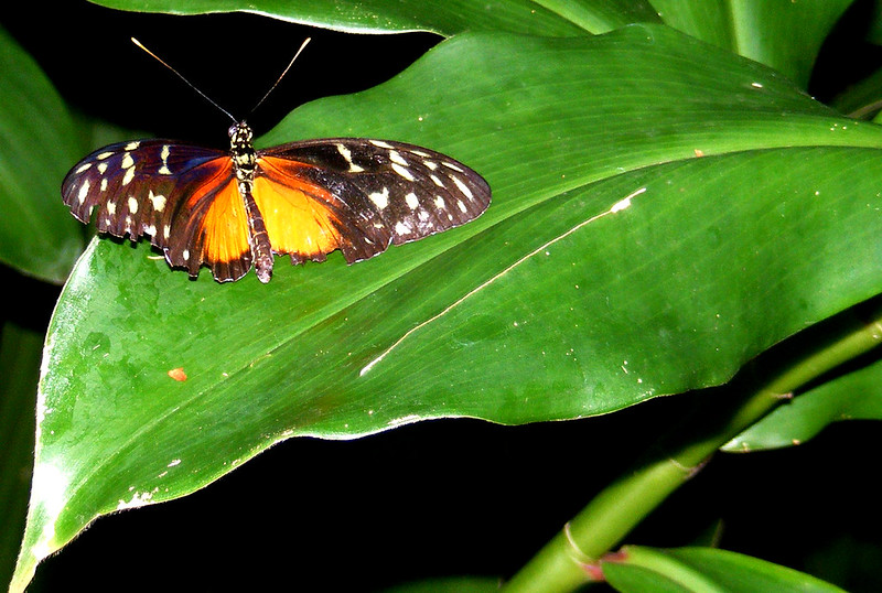 Cockrell Butterfly Center | Flickr