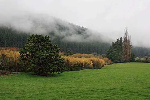 trees newzealand mist tree green wet field grass weather yellow misty rural landscape grey landscapes countryside still outdoor country atmosphere dreary nelson rainy valley southisland stillness dull dreich ilobsterit