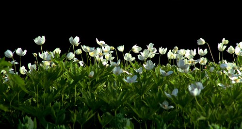 Wind | by Slow Turning