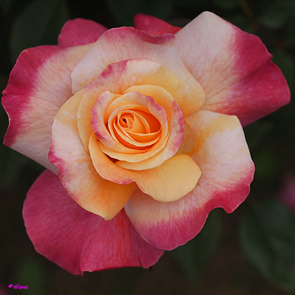 アブラカダブラ Abracadabra 薔薇の花言葉は 清新美 愛 美 幸福 私はあなたを愛する だそう Flickr