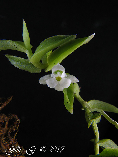 Pectinariella pterophylla 2